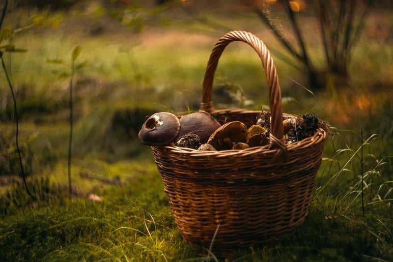 Wild Mushrooms